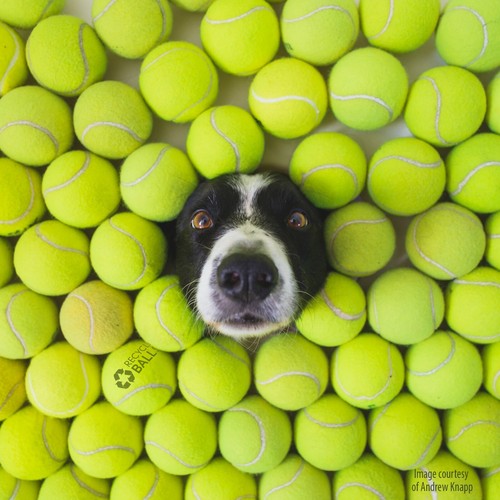 100 used tennis balls low - 100,
