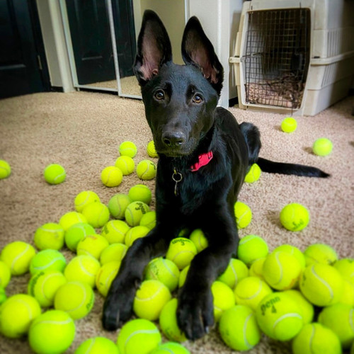 100 used tennis balls for - balls, dogs